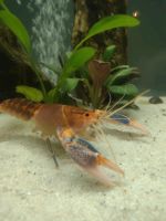 Volcano yabby Krebs Sachsen-Anhalt - Seegebiet Mansfelder Land Vorschau