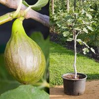 ✅NEU✅ Feigenbaum 70-170cm winterhart Feige Ficus carica Turkey 5 Hessen - Bad Soden am Taunus Vorschau