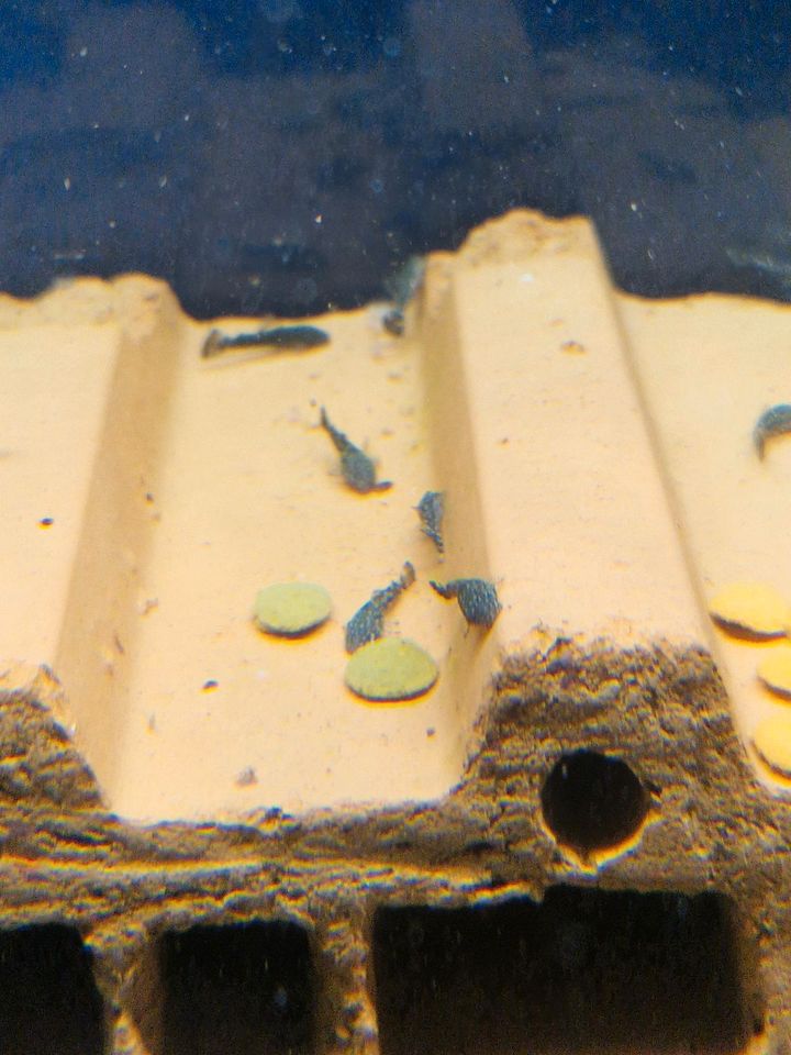 Antennenwelse Welse Aquarium Jungfische in Unna