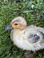 Zwergenten Küken Niedersachsen - Osterholz-Scharmbeck Vorschau