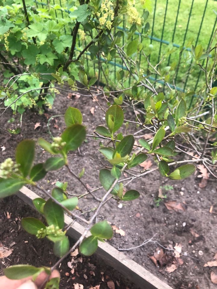 Pflanze Waldmeister Apfelbeere aronia Ableger in Hardebek