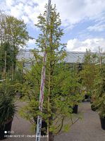 EDEL Metasequoia glyptostroboides Amber Glow Mammutbaum 240-280cm Nordrhein-Westfalen - Nordkirchen Vorschau