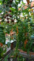 Reste!!!!!!Tomatenpflanzen 2. Teil  ---3 Stk für 1 Euro Mecklenburg-Vorpommern - Greifswald Vorschau