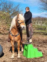 Haflingerwallach gr. und sportlich Rheinland-Pfalz - Urbach Westerw Vorschau