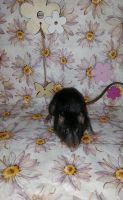 Ratten Welpen Weiblich suchen ein schönes Zuhause Nordrhein-Westfalen - Remscheid Vorschau