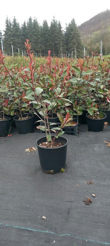 Photinia Red Robin 50-60 cm in Stuttgart