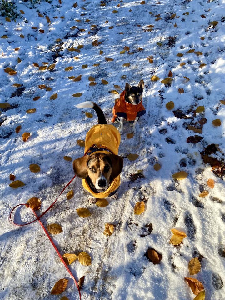 Hundebetreuung und Auslaufservice - Dogwalking in Berlin