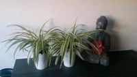 Zimmeepflanze, Grünlilie, Supflilie, Lufterfrischer, Schlafzimmer München - Ramersdorf-Perlach Vorschau