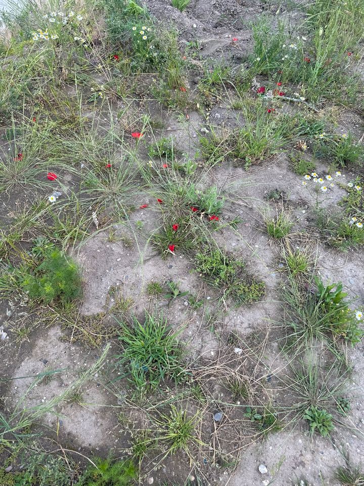 Hilfe im Garten gesucht Unkraut jäten 15€/Std in Duisburg Duisburg