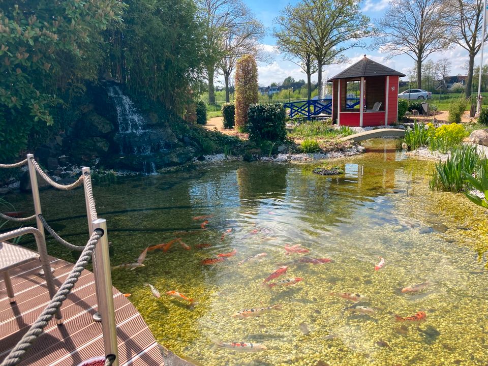 Goldfische Zierfische Shubunkie Koi in Kevelaer