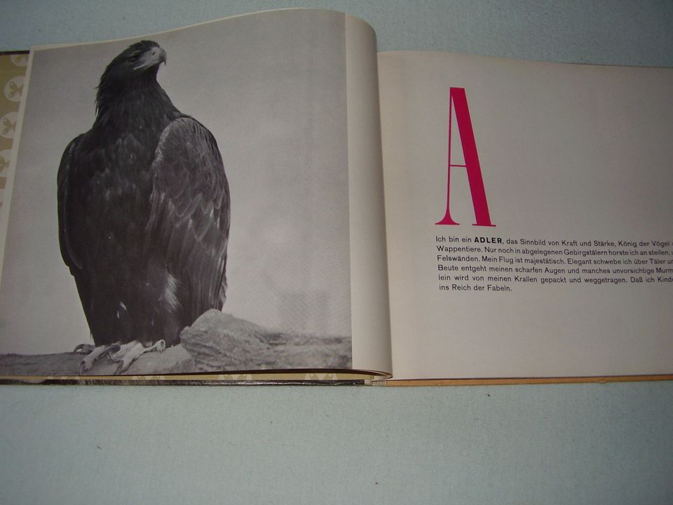 altes Buch von 1958 * ABC mit Tieren * tolle Fotos * Geschenk in Nordendorf