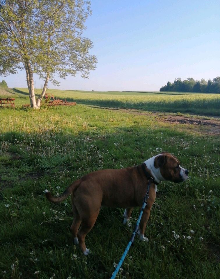 HUNDESITTER GESUCHT für unsere liebe verrückte Bulldogge in Saulheim