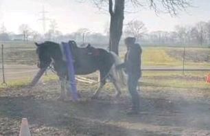 Liebes unverbrauchtes Kleinpferd zum selber ausbilden in Wehrbleck