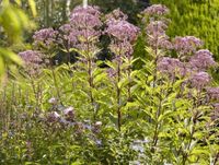 Wasserdost Eupatorium cannabinum Thüringen - Hohenstein bei Nordhausen Vorschau