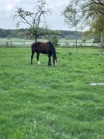 Beistellstute gesund Niedersachsen - Walsrode Vorschau