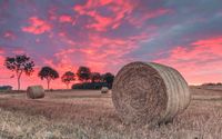 Suche Stroh im Umkreis, auch gerne mit Lieferung Schleswig-Holstein - Wacken Vorschau