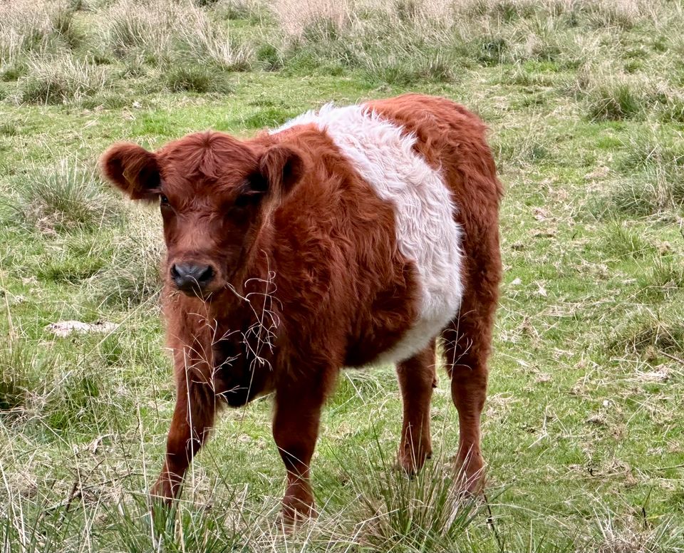 Pamina, Herdbuch, BGA, * 16.02.2023 in Wittenborn