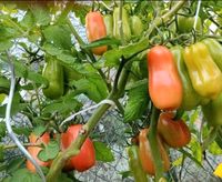 San Marzano Tomaten Samen Saatgut Nordrhein-Westfalen - Rheine Vorschau