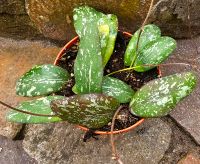 Hoya Sigilatis Splash Round Leaf - M1 Hessen - Obertshausen Vorschau