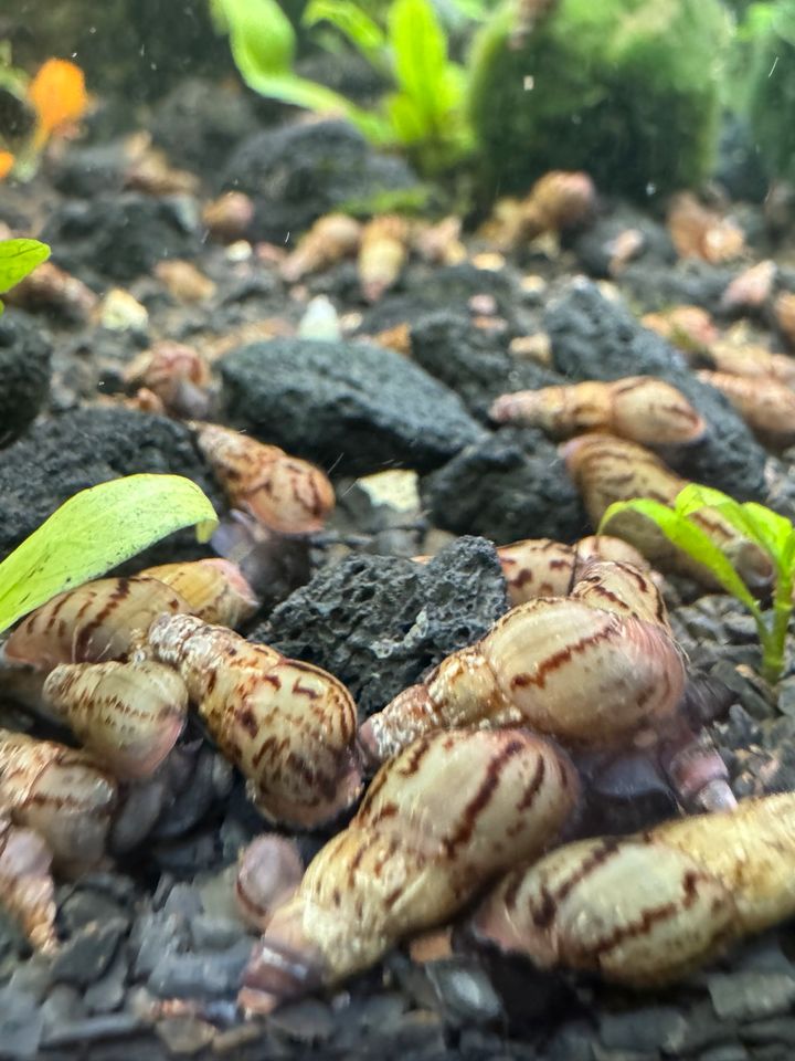 10 Turmdeckelschnecken Aquarium Fische gold molly lyratail Skalar in Stuttgart