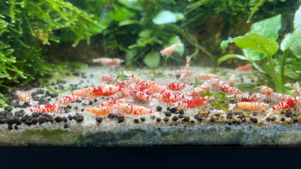 Red Fancy Tiger Caridina Garnelen in Datteln