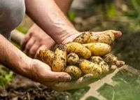 Kartoffeln aus ökogischer Landwirtschaft Rheinland-Pfalz - Birkenfeld Vorschau