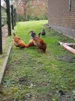 Hennen zu verkaufen Dithmarschen - Wöhrden Vorschau