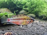 Apistogramma hongsloi Sachsen - Groitzsch Vorschau