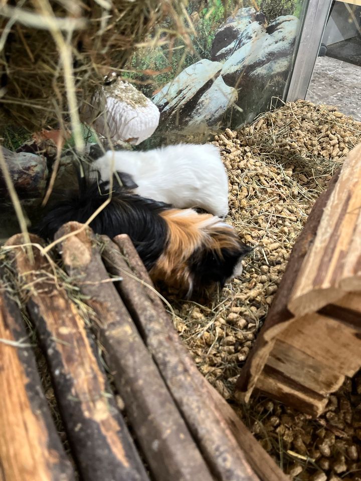 Meerschweinchen abzugeben, Jungtiere, Garten und Zoo Lieret in Mönchengladbach