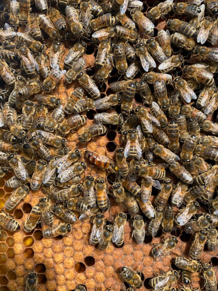 Ableger Carnica Bienen Königinnen in Bersenbrück