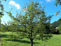 Sommerschnitt Juniriss Obstbaum Baden-Württemberg - Lenningen Vorschau