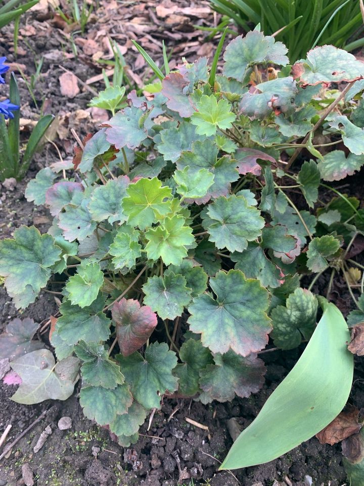 Purpurglöckchen, Heuchera, große Teilstücke in Preußisch Oldendorf