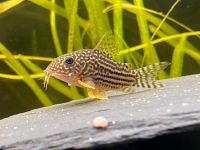 Corydoras Sterbai (Panzerwels) Nordrhein-Westfalen - Hamm Vorschau