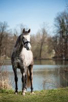 Deutsches Reitpony Wallach Bayern - Leinburg Vorschau