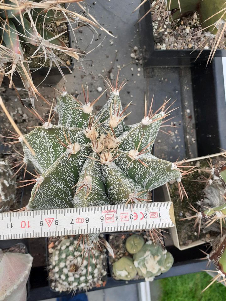 3x Astrophytum ornatum, alt in Bischofswerda