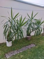 Yucca Palme Baden-Württemberg - Albstadt Vorschau