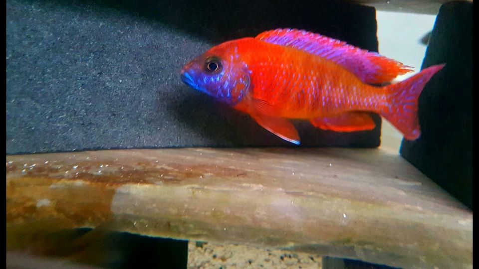 Sciaenochromis/Aulonocara Orangelagoon abzugeben 5-7 cm !!! in Kohlberg