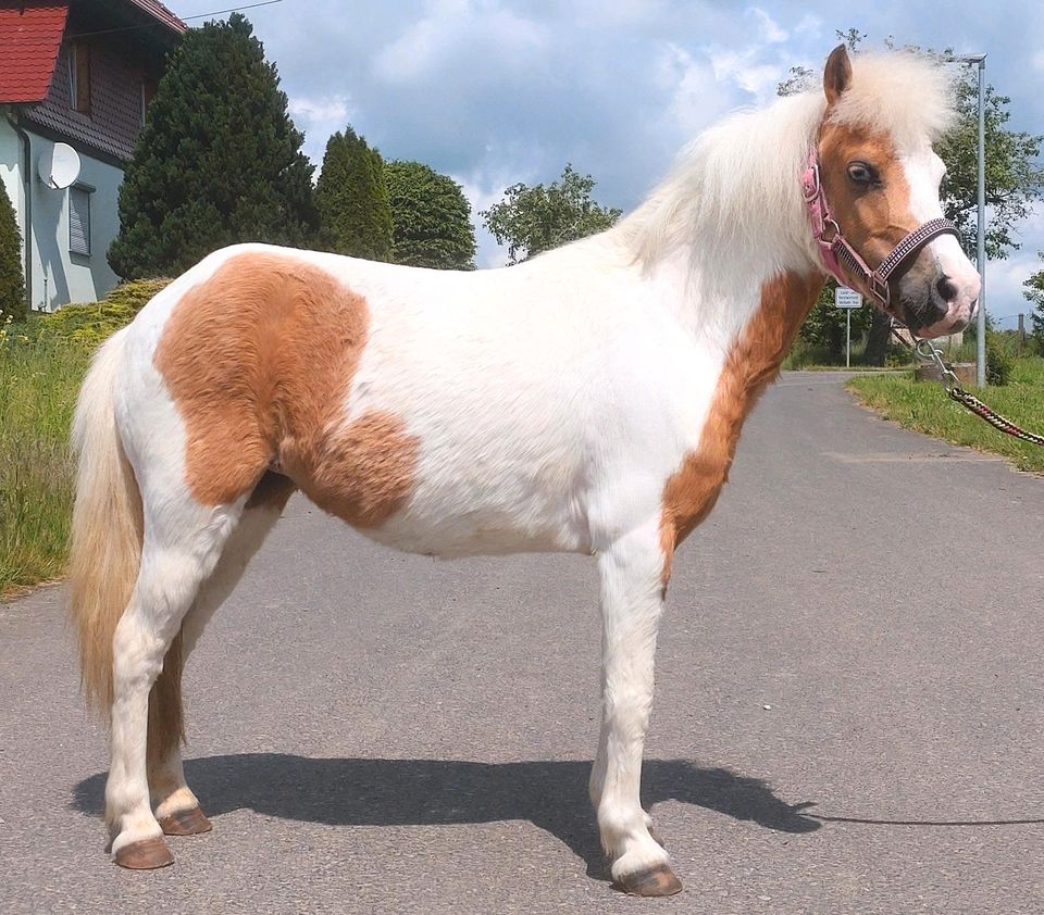 Auswahl in verschiedenen Größen - Kinderponys / Fahrponys in Ebeleben