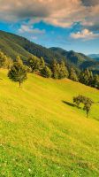 Landschaftspflege/ Mäharbeiten/Baumschnitt Baden-Württemberg - Straubenhardt Vorschau