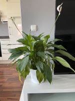 Einblatt (Spathiphyllum), ca 50 cm Bayern - Ingolstadt Vorschau