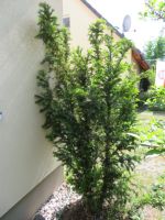 Nadelbaum Eiben,immer grün,winterhart,1,80-2,00 cm hoch Brandenburg - Wendisch Rietz Vorschau