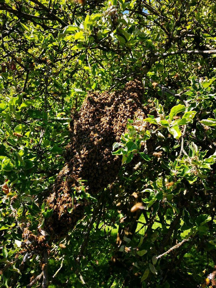 Imker fängt Bienenschwarm kostenlos ein in Kiel