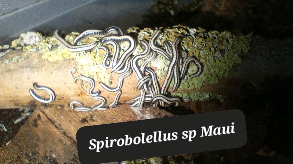 Spirobolellus sp Maui Tausendfüsser in Calbe (Saale)