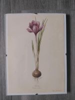 Blume Krokus Druck nach Aquarell von Elsa M. Felsko Offsetdruck Baden-Württemberg - Remseck am Neckar Vorschau