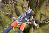 Gartenpflege Baumschnitt Heckenschnitt Wurzelentfernung Rasen Lau Brandenburg - Eberswalde Vorschau