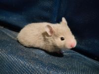 Hamster Babys Nordrhein-Westfalen - Horstmar Vorschau