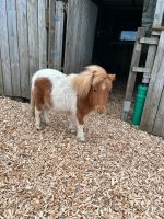 Minishetlandpony Minishetty Jährling Hengst Schecke mit Papieren Niedersachsen - Uslar Vorschau