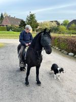 Toller Friese sucht Reitbeteiligung Schleswig-Holstein - Besdorf Vorschau