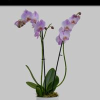 Ich suche Orchideen Rheinland-Pfalz - Bad Dürkheim Vorschau