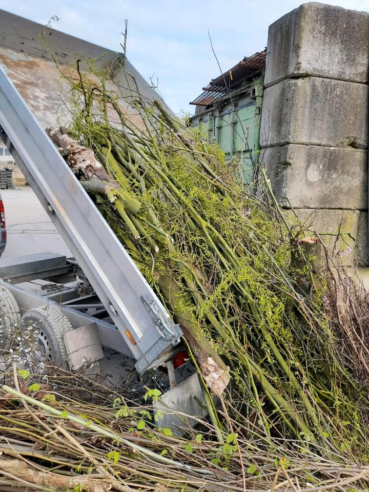 Gartenpflege Gartenservice Rindenmulch Hecke schneiden in Bünde